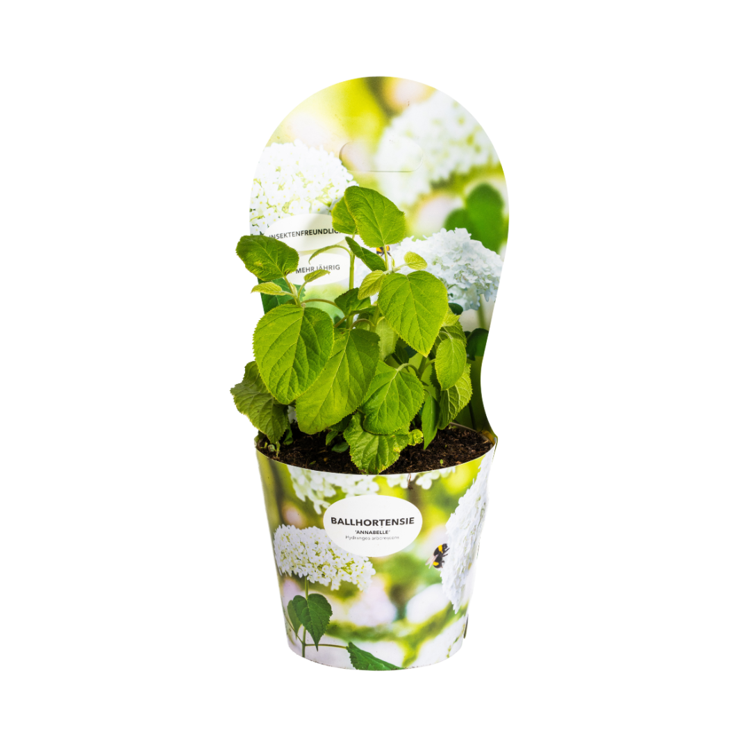 Hydrangea arborescens Annabelle - ↨30-40cm - Ø19cm