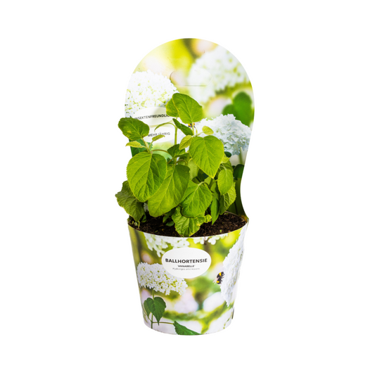 Hydrangea arborescens Annabelle - ↨30-40cm - Ø19cm