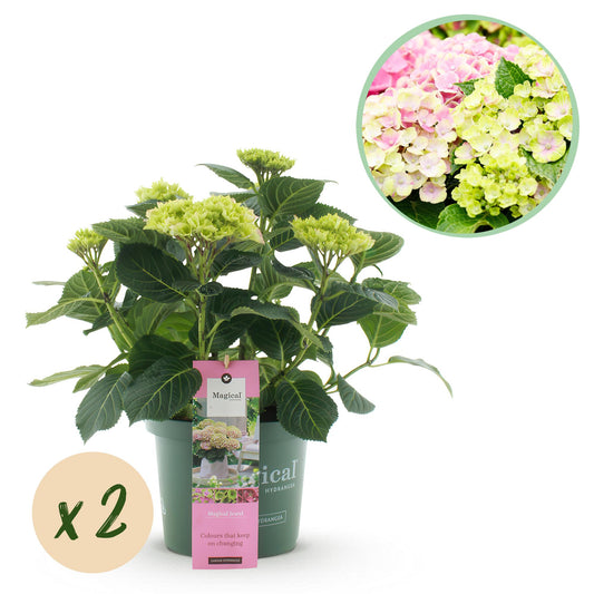 Hydrangea Magical Jewel - Roze - Hortensia - 2 Planten - ↨55cm - Ø23cm