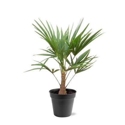 Trachycarpus Fortunei - ↨85-100cm - Ø21cm
