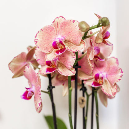 Oranje roze Phalaenopsis orchidee - Jewel Pirate Picotee - Ø12cm