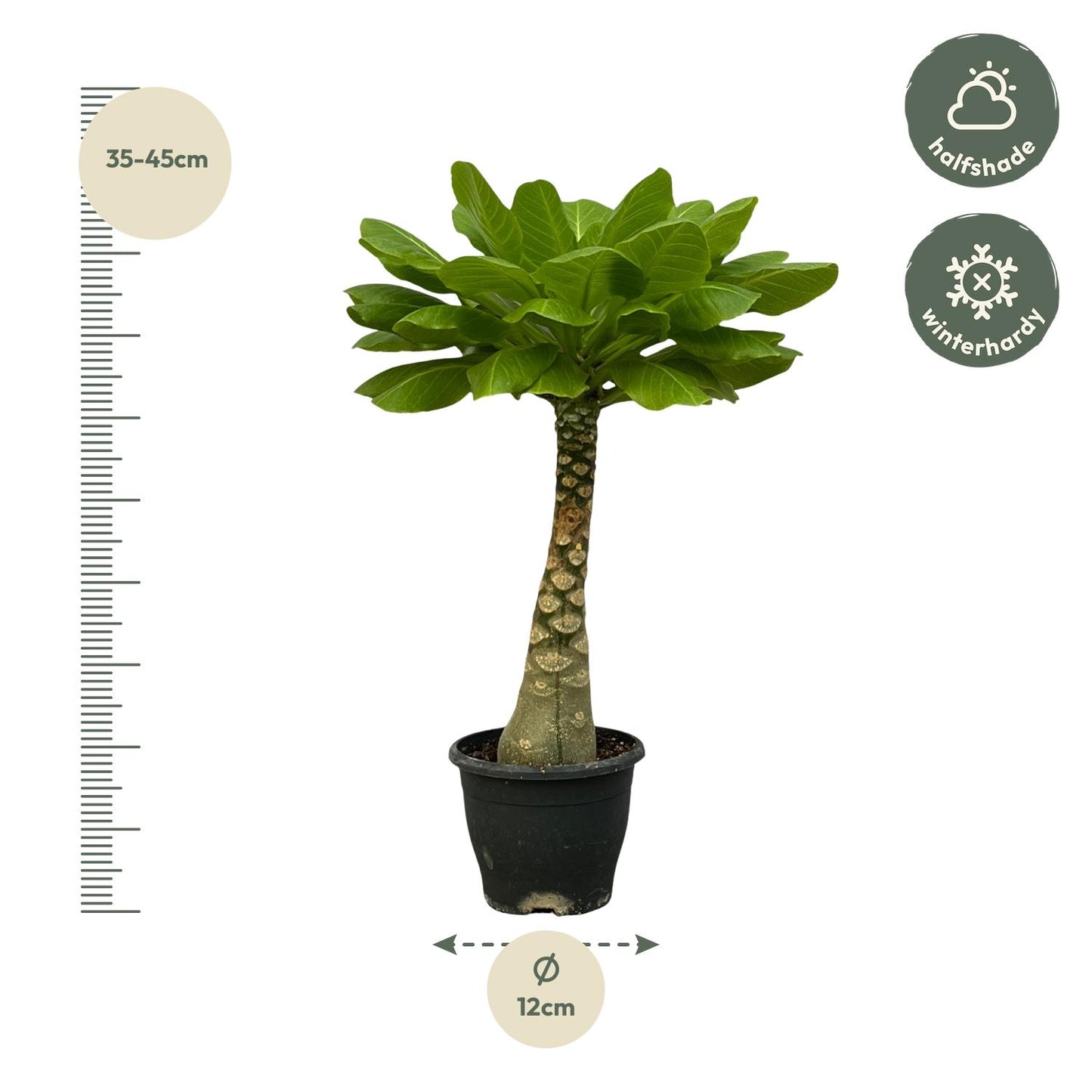 Brighamia Insignis - ↨25cm - Ø12cm