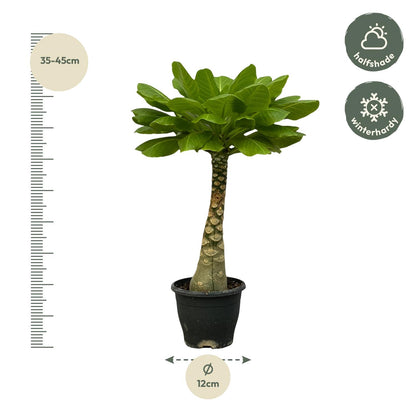 Brighamia Insignis - ↨25cm - Ø12cm
