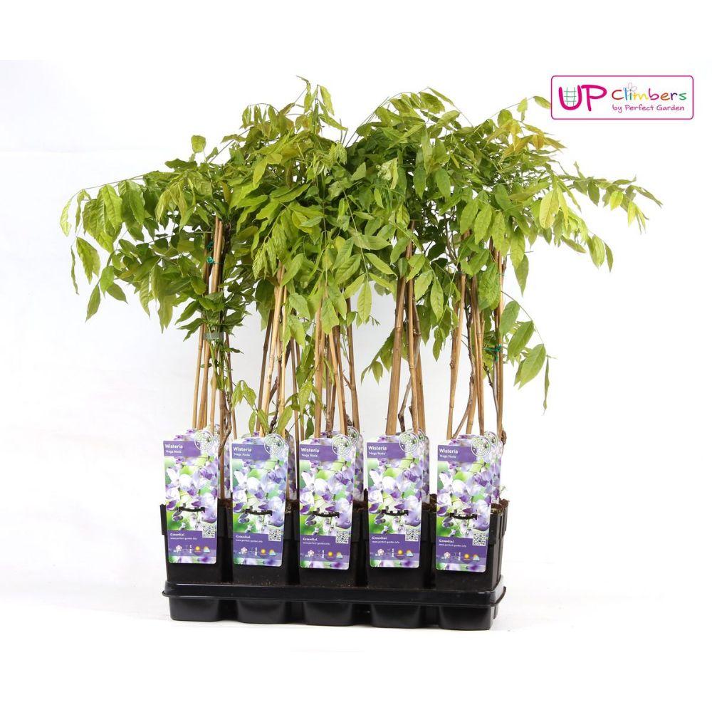 Wisteria floribunda 'Naga Noda' - Paarse regen - ↨65cm - Ø15cm