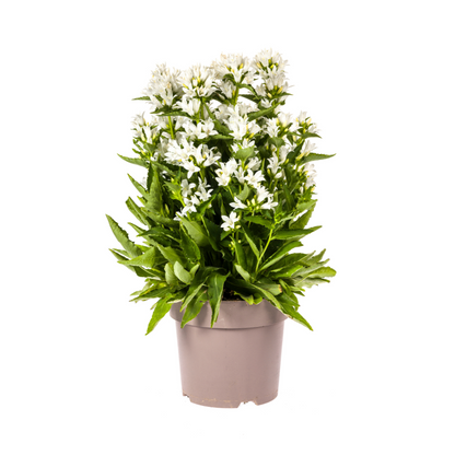 Campanula Glomerata Genti White - Klokjesbloem - ↨30-40cm - Ø19cm