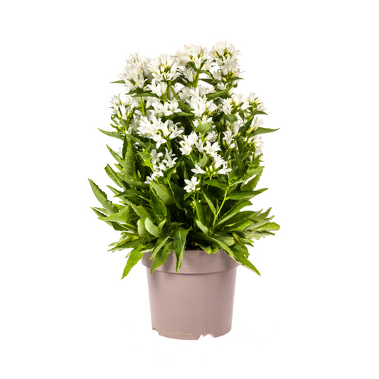 Campanula Glomerata Genti White - Klokjesbloem - ↨30-40cm - Ø19cm
