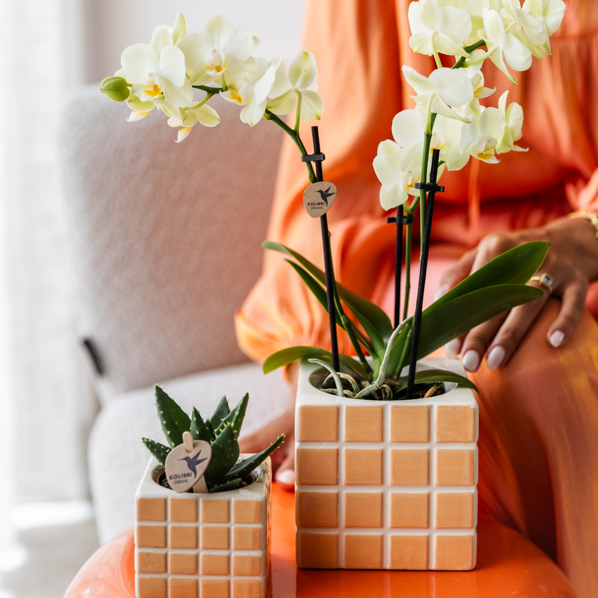Gele Phalaenopsis orchidee - Mexico - Ø9cm