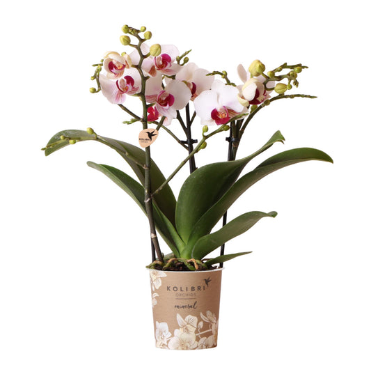 Witte Phalaenopsis orchidee - Mineral Gibraltar - Ø9cm