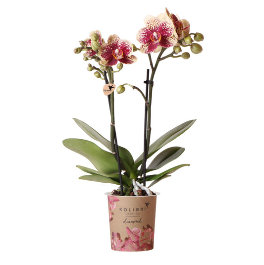 Geel rode phalaenopsis orchidee - Spain - Ø9cm