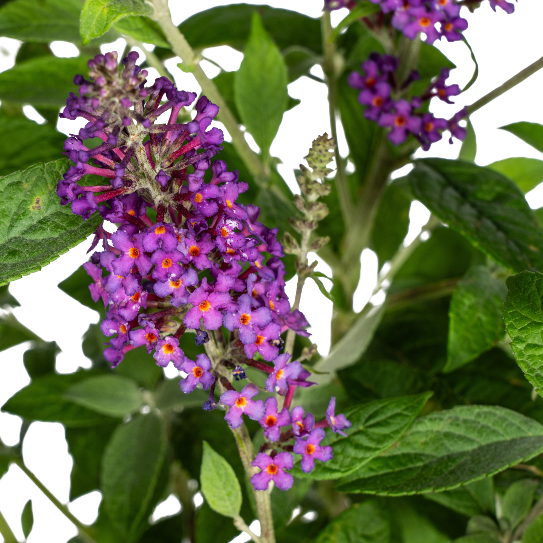 Buddleja Davidii Purple - Vlinderstruik - ↨50-50cm - Ø19cm