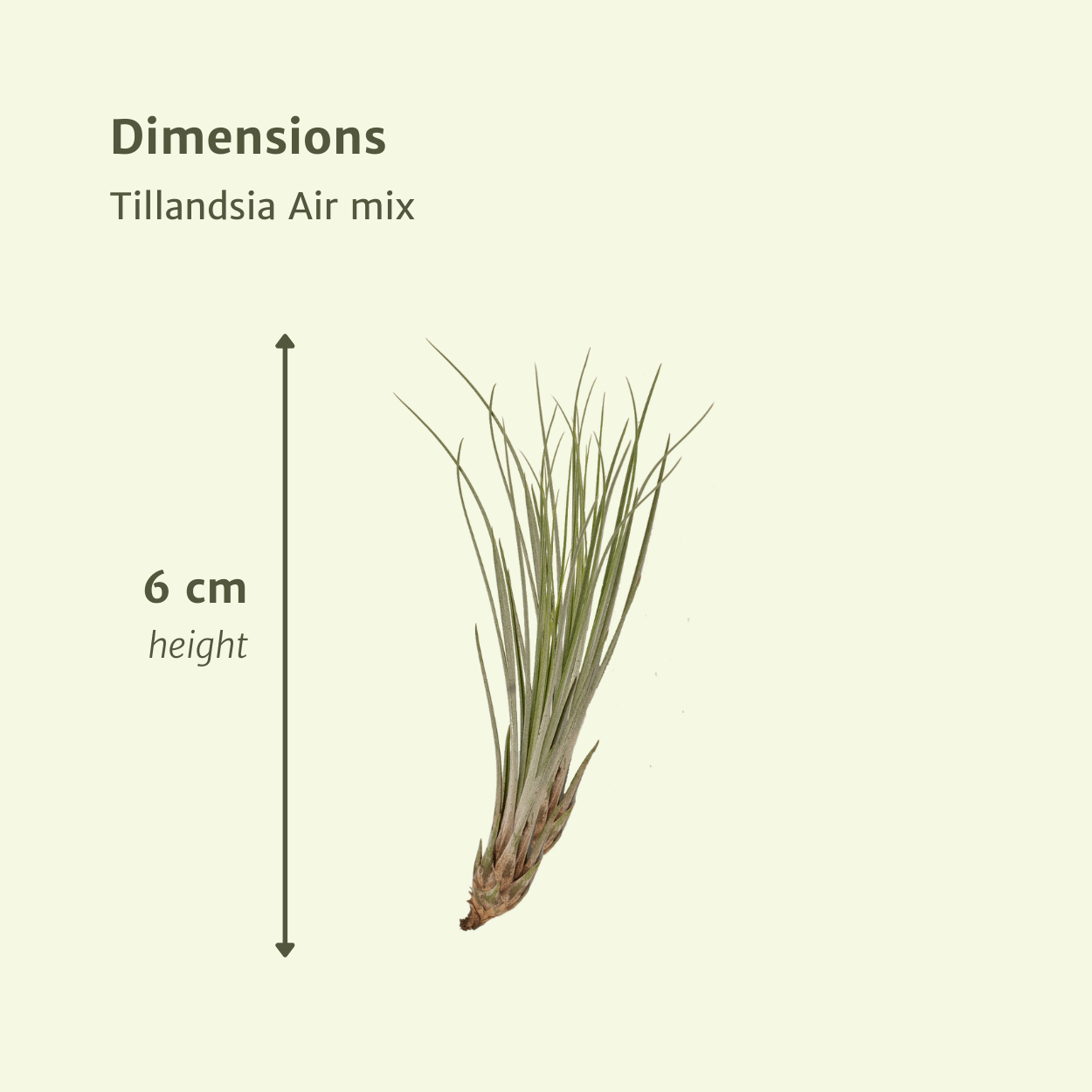 Tillandsia Air mix - 10 stuks - ↨6cm