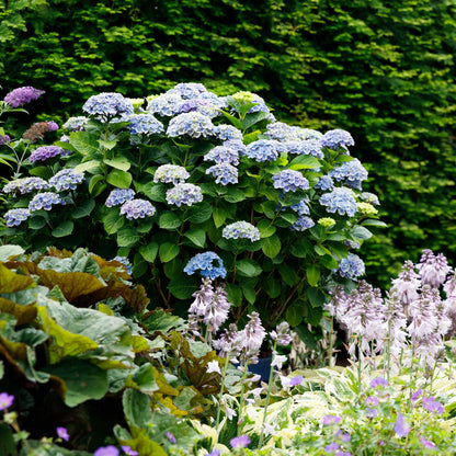 Hydrangea Magical Revolution Blue - Blauw - Hortensia - 2 Planten - ↨55cm - Ø23cm