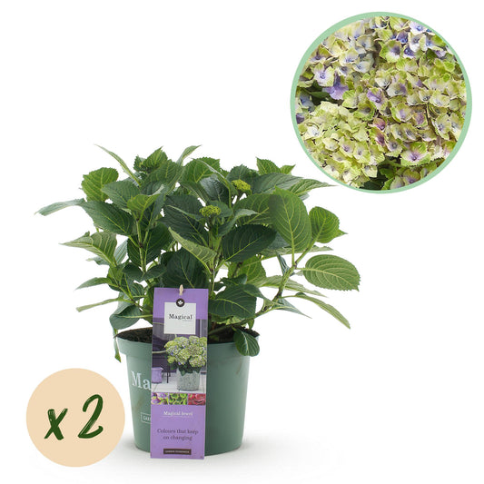 Hydrangea Magical Jewel Blue - Blauw - Hortensia - 2 Planten - ↨55cm - Ø23cm