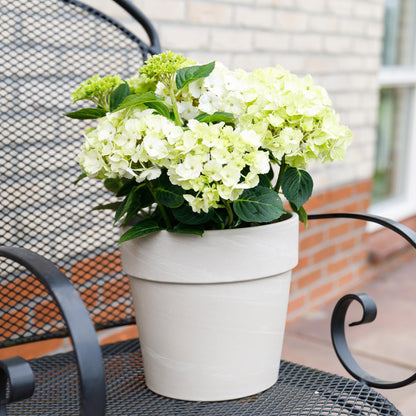 Hydrangea Magical Nobless - Wit - Hortensia - 2 Planten - ↨55cm - Ø23cm