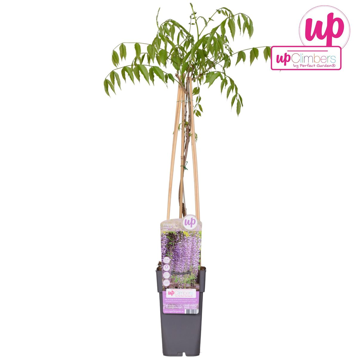 Wisteria floribunda 'Naga Noda' - Paarse regen - ↨65cm - Ø15cm
