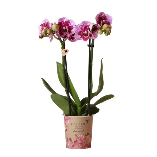 Roze paarse phalaenopsis orchidee - El Salvador - Ø9cm