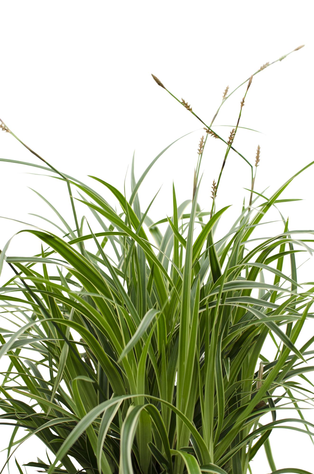 Carex morrowii 'Ice Dance' - ↨30cm - Ø14cm