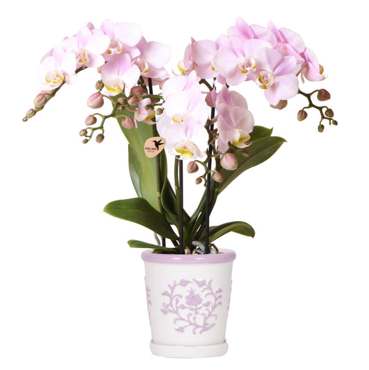 Roze orchidee Portugal + Malaga sierpot roze - Ø9cm