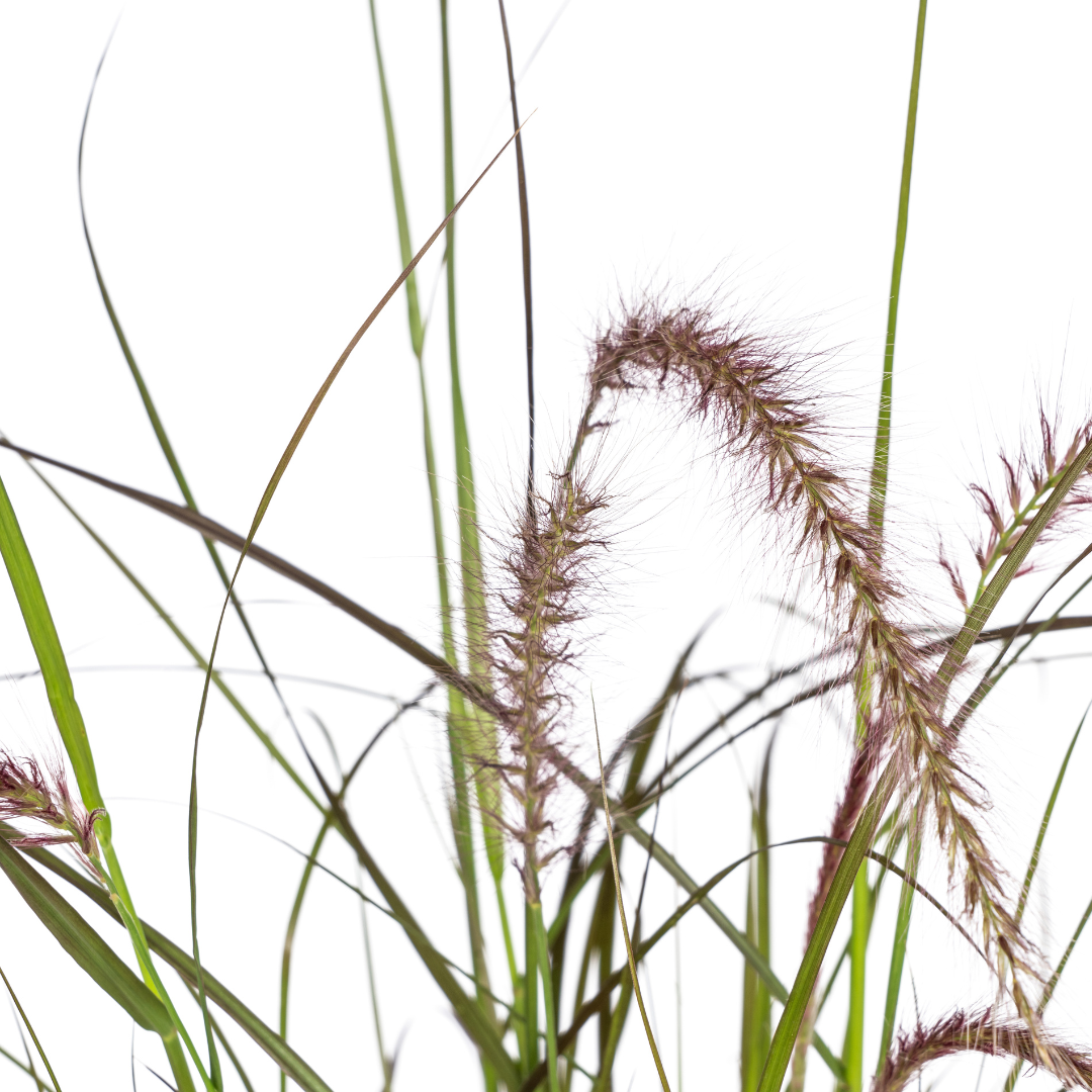 Pennisetum x advena Rubrum - 4 stuks - ↨50-60cm - Ø13cm