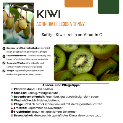 Biologische kiwiplanten - 3 stuks - ↨20cm - Ø13cm