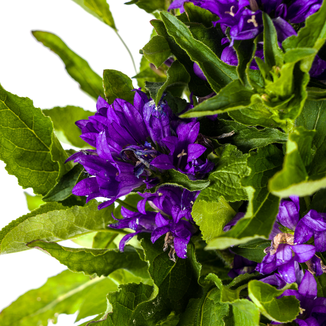 Campanula Glomerata Genti Blue - Klokjesbloem - ↨30-40cm - Ø19cm