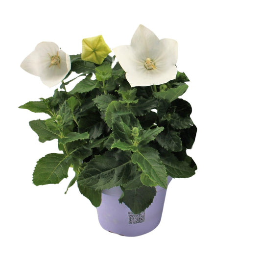 Platycodon White - ↨22cm - Ø12cm