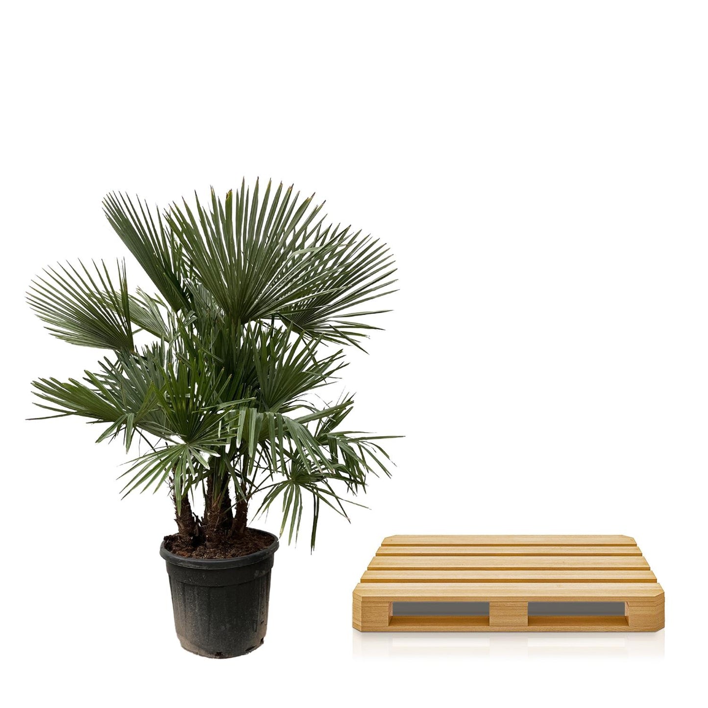 Trachycarpus multi stam - Waaierpalm - ↨230cm - Ø50cm