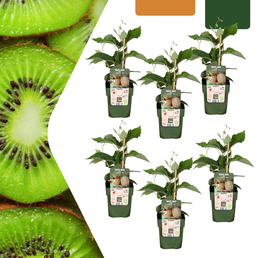 Biologische kiwiplanten - 6 stuks - ↨20cm - Ø13cm