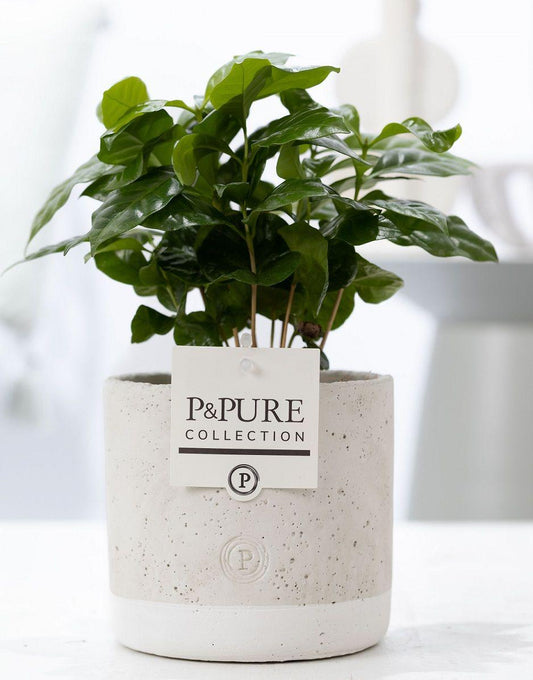 Coffea Arabica In P&PURE Jade Ceramics pot - ↨20cm - Ø12cm