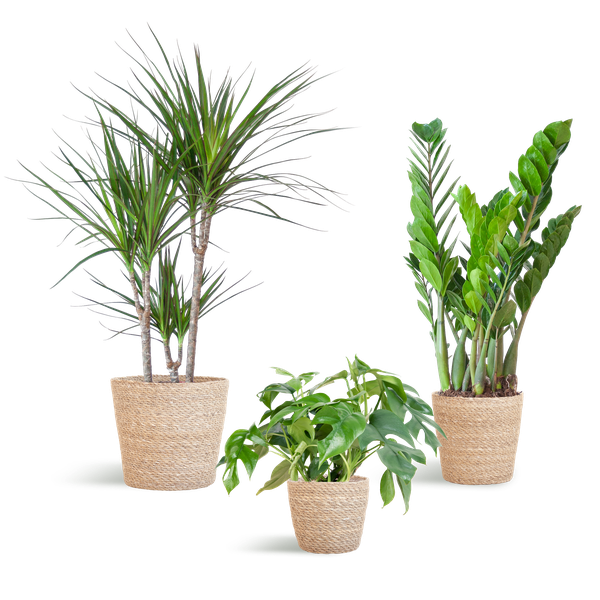 Schaduw Plantenbox - 3 stuks - met mand Sofia - ↨25 a 95cm - Ø12 a 21cm