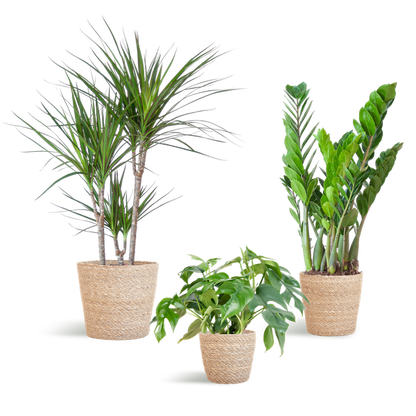 Schaduw Plantenbox - 3 stuks - met mand Sofia - ↨25 a 95cm - Ø12 a 21cm