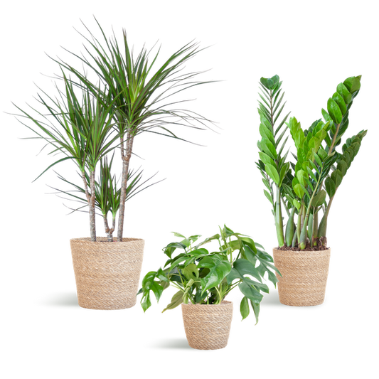 Schaduw Plantenbox - 3 stuks - met mand Sofia - ↨25 a 95cm - Ø12 a 21cm