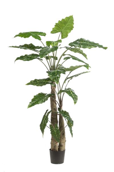 Alocasia - Olifantsoor - Kunstplant - ↨180cm