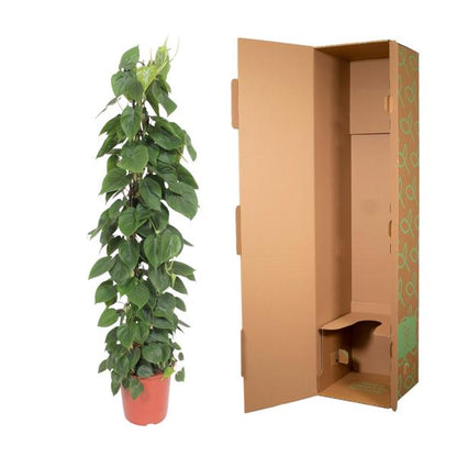 Philodendron Scandens gaasrek - ↨150cm - Ø27cm