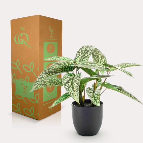 Calathea Dots - Schaduwplant - Kunstplant - ↨38cm