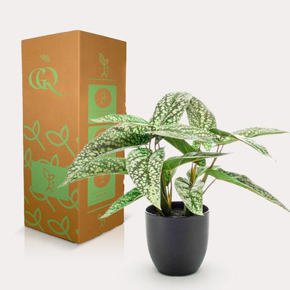 Calathea Dots - Schaduwplant - Kunstplant - ↨38cm
