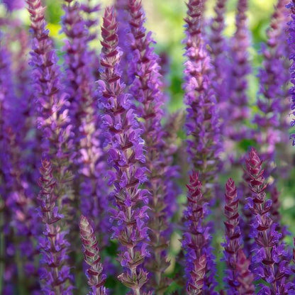 Salvia nem. 'Ostfriesland' - 6 stuks - ↨10 a 25cm - Ø9cm