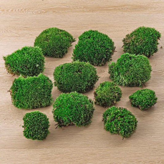 Live Cushion Moss - Premium Fresh Moss - 12 stuks