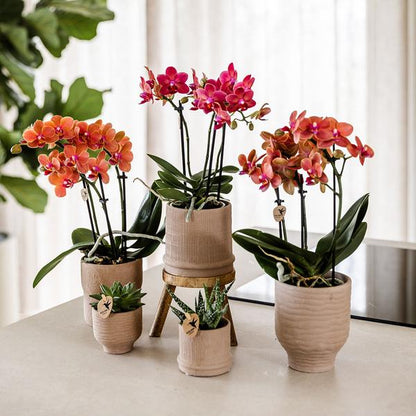 Rode orchidee Congo + Bali sierpot sand - potmaat Ø9cm - Luxe Planten