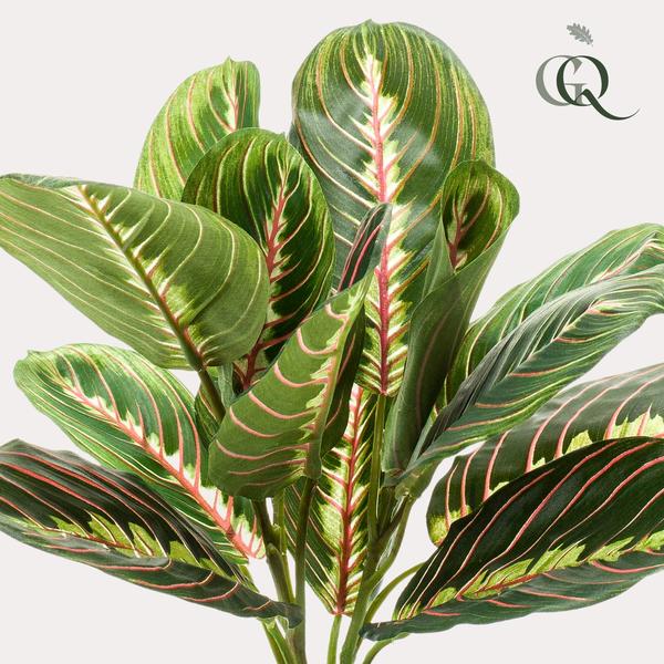 Marantha Fascinator - 10 gebodenplant - Kunstplant - ↨25cm