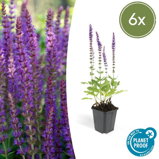 Salvia nem. 'Ostfriesland' - 6 stuks - ↨10 a 25cm - Ø9cm