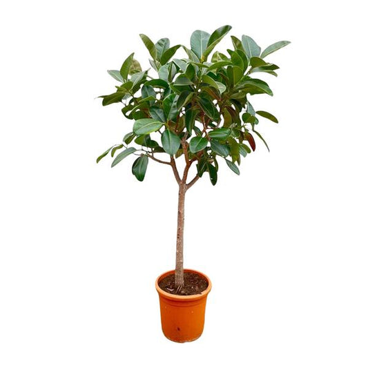Ficus Elastica Robusta op stam - ↨210cm - Ø40cm