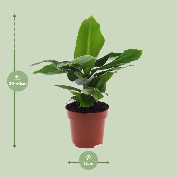 Musa Oriental Dwarf - ↨25cm - Ø12cm