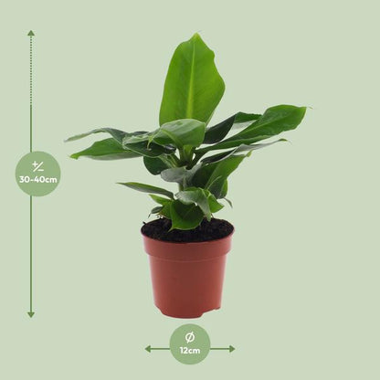 Musa Oriental Dwarf - ↨25cm - Ø12cm