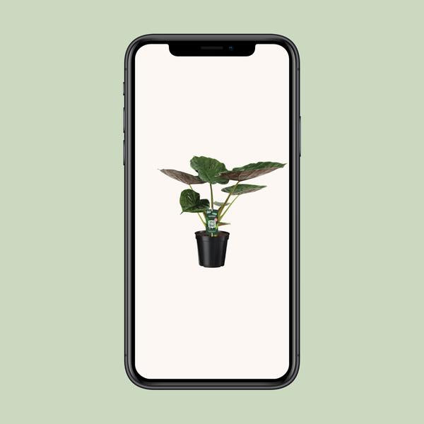 Alocasia Wentii - Olifantsoor - ↨70cm - Ø19cm