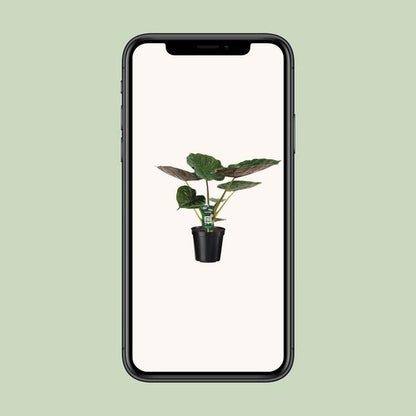 Alocasia Wentii - Olifantsoor - ↨70cm - Ø19cm