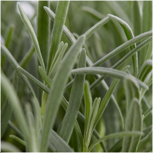 Lavendel angustifolia - 24 stuks (4x6) - ↨15cm - Ø7cm