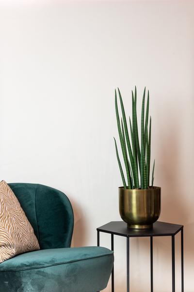 Sanseveria Cylindrica - Vrouwentong - Kunstplant - ↨70 cm