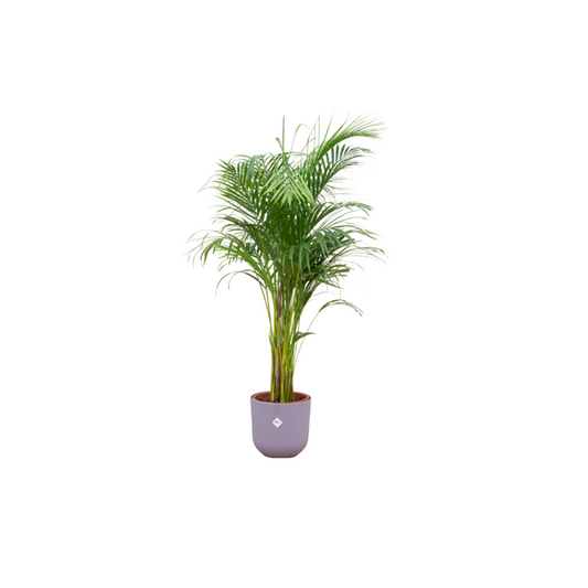 Areca palm incl. pot Lila - ↨140cm - Ø26cm