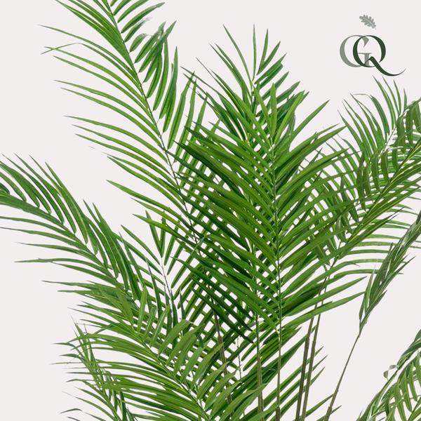 Areca Lutescens - Goudpalm - Kunstplant - ↨180 cm